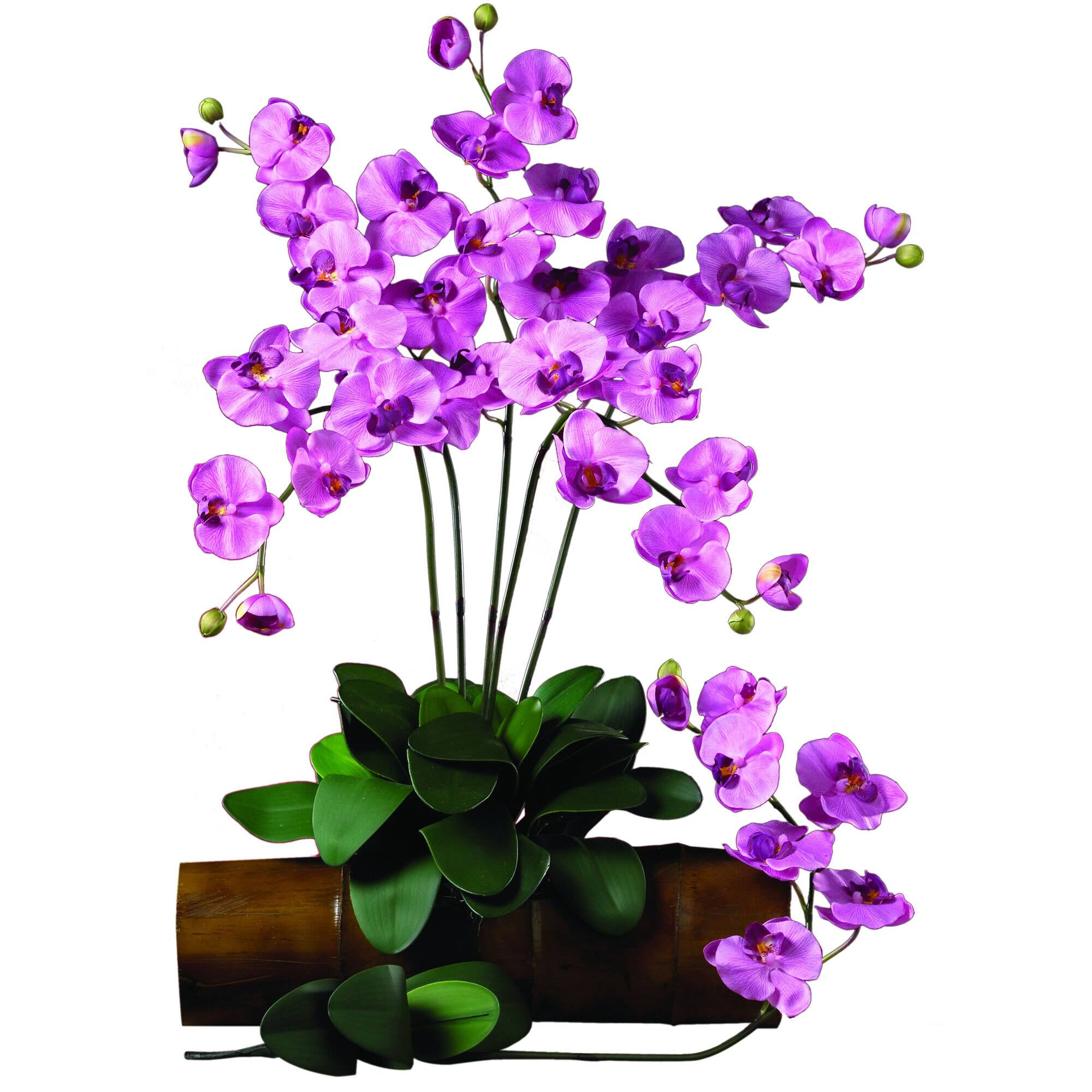 Mauve Moth Orchid Stem, 6ct.
